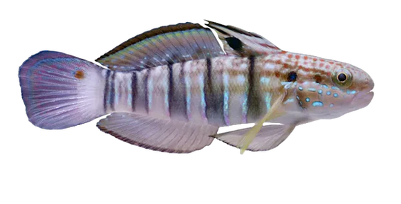 Bullet Goby M (Amblygobius phalaena) arrived April 25