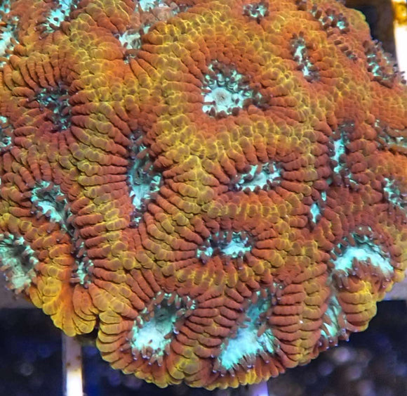 Ultron Favia (pre-order)