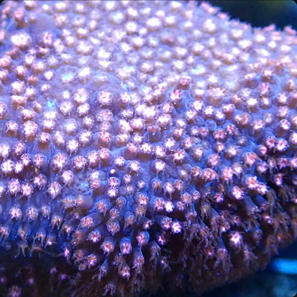 Hot Pink Stylocoeniella (pre-order)