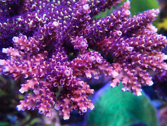 WWC Terra Red Acropora (pre-order)