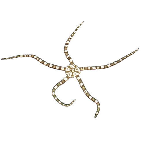 Ultra Green & White Harlequin Serpent