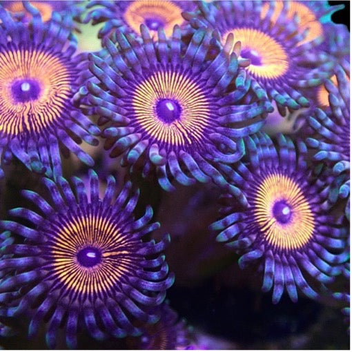 Armour of God Palythoa (pre-order)