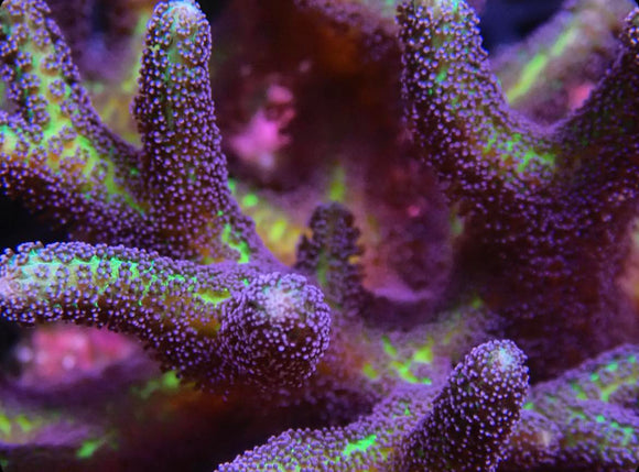 Birds of Paradise Birdsnest (pre-order)