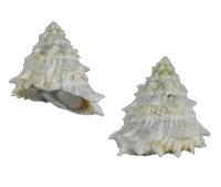 Spiney Pacific Turban