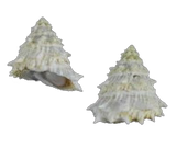 Spiney Pacific Turban