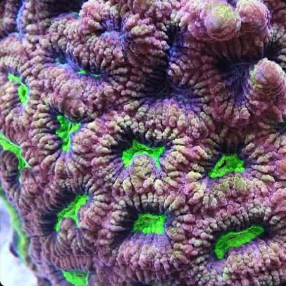 Dragon soul Favia (pre-order)