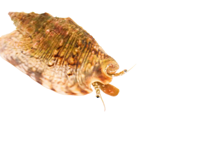 Bubble Conch (arrived March 14 )