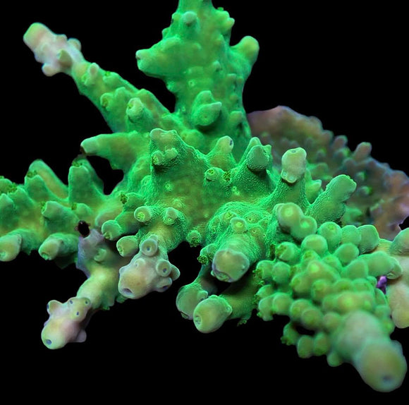 Acropora Tortusa “Kiwi Abyss” (pre-order )