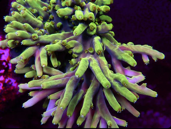 Acropora Loripes (pre-order)