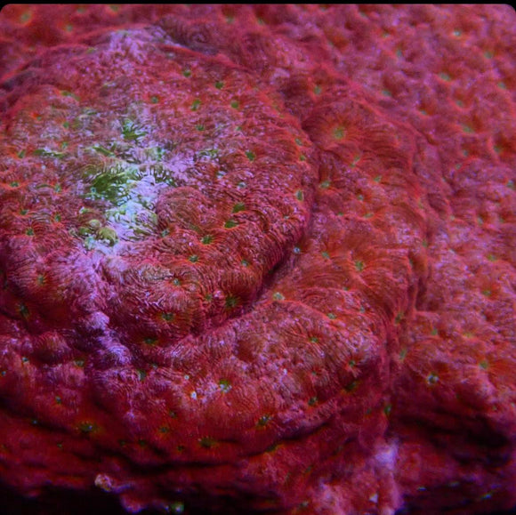 JF Klepto Leptoseris (pre-order )