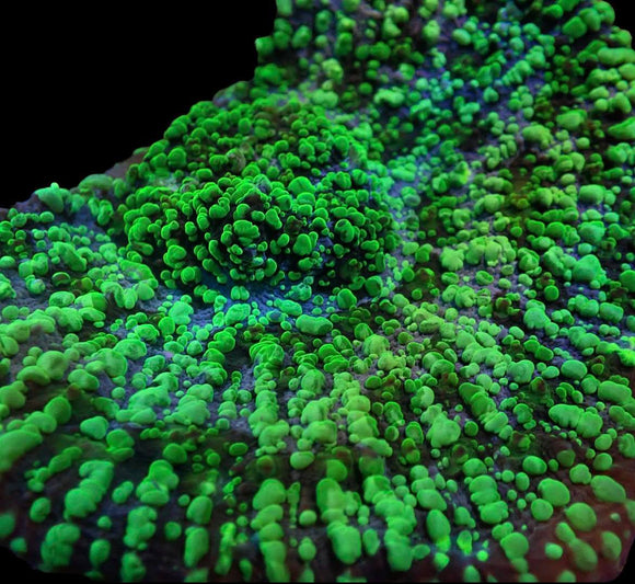 Convict Chalice (pre-order)