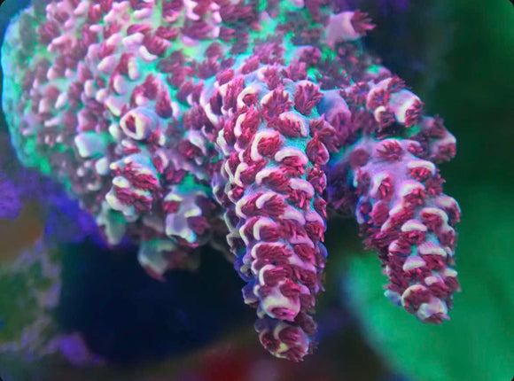 CBS Red Planet Acropora Millepora (Pre-order)
