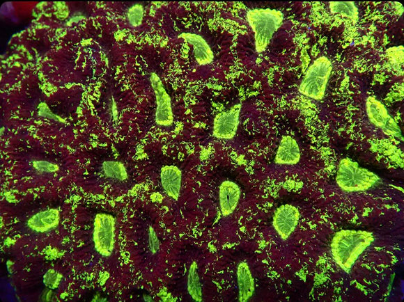 Toxic Splatter Goniastrea (pre-order)