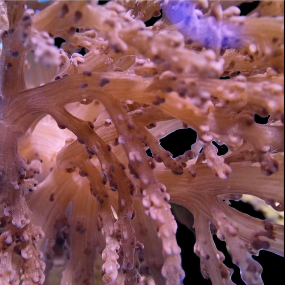 Colt Coral (pre-order)