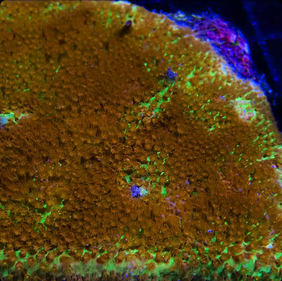 JF Burning Banana Stylocoeniella (pre-order)