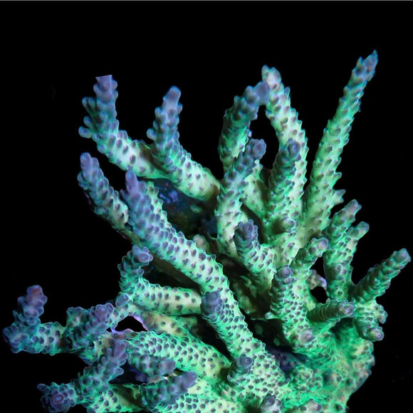 Grape Juice Acropora (pre-order)