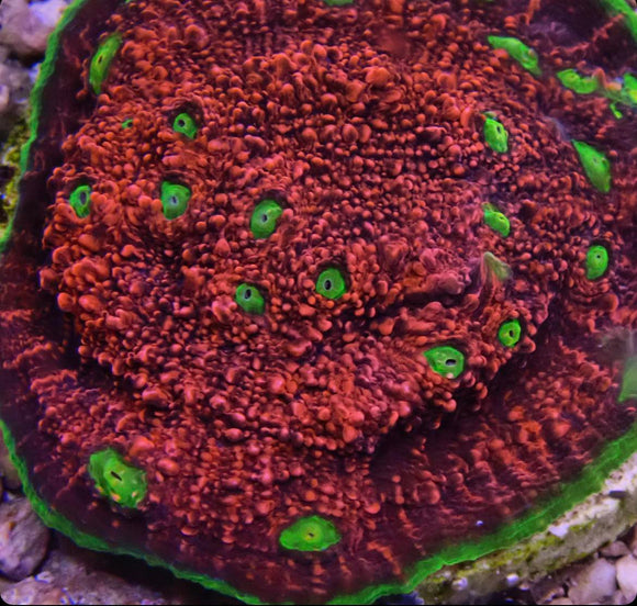 Purple Watermelon Chalice (pre-order)