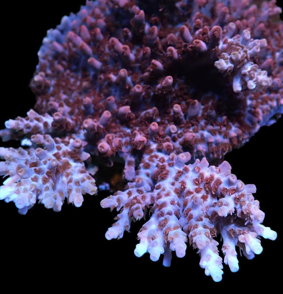 Birthday Cake Acropora (Pre-order)