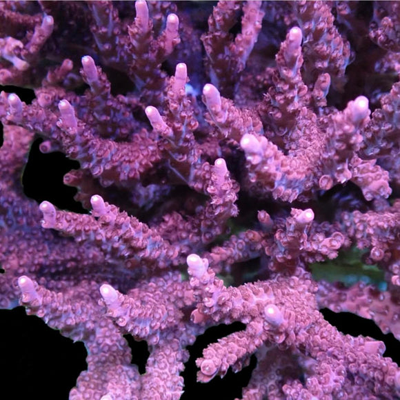RR Red Diablo Acropora (pre-order)