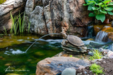 Aquascape Turtle On Log Spitter