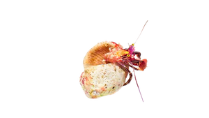 Purple Zebra Hermit Crab