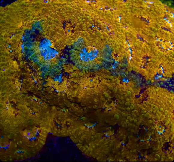 acan echinata Orange  (pre-order)