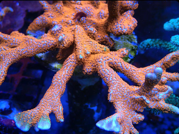 Forest Fire Digitata (pre-order)