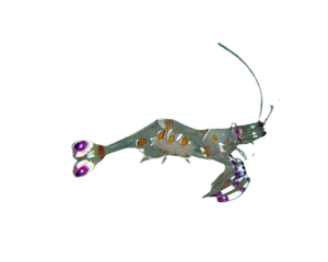 Venus Cleaner Shrimp