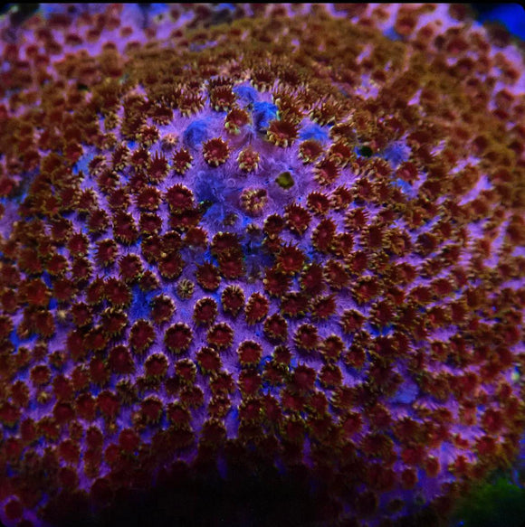 Skittle Bomb Cyphastrea (pre-order)