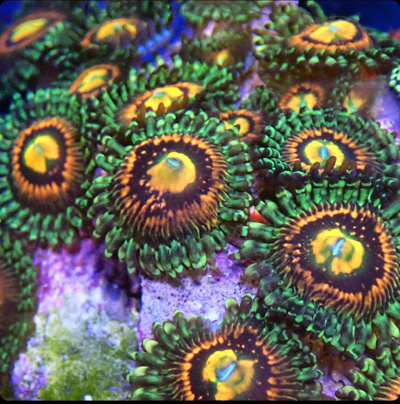Rainbow Incinerator Zoa (pre-order)