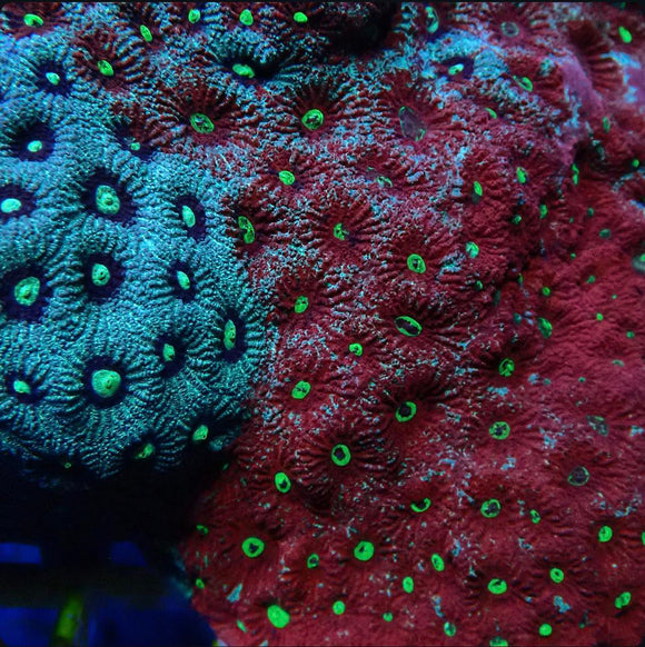 Red and Green Favites War Coral (pre-order)