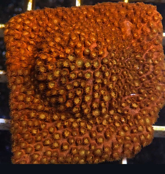 Solar Flare Cyphastrea (pre-order)