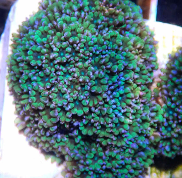 Blue and Green Sympodium Coral (pre-order)