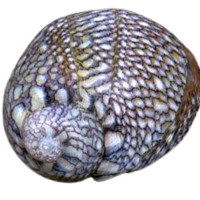 Nerites