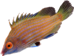 Pink Streak Wrasse (arrived April 25)