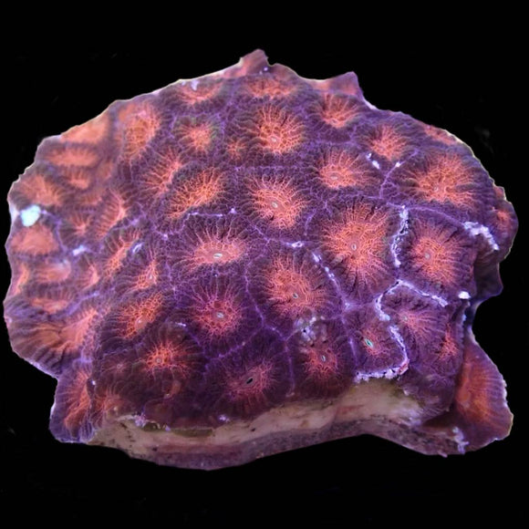 Red Favia (pre-order)