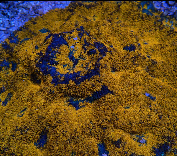 acan echinata (pre-order )