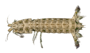Spearer Coral Mantis Shrimp - Green (Special Order)