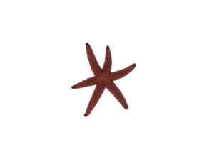 Echinaster Starfish