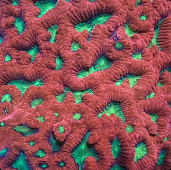 Cherry Bomb Favia (pre-order)