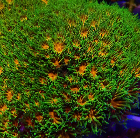 RR Polkaroo Leptastrea (pre-order)