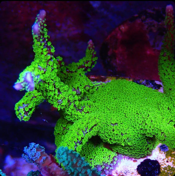 Montipora Stellata (pre-order)
