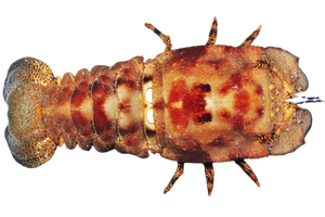 Spanish Slipper Lobster