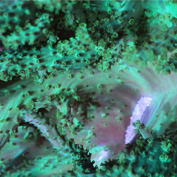 Neon Green Finger Leather (pre-order)