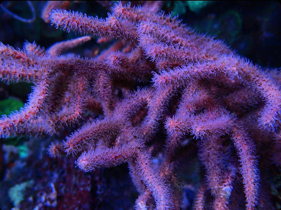 Rusty Gorgonian (pre-order)