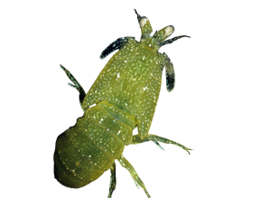 Dwarf Green Mantis Shrimp (Special Order)