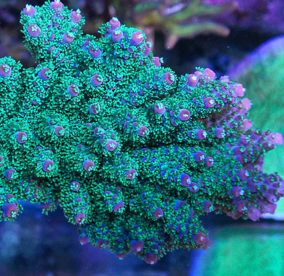 RRC Barney Acropora Tenuis *(pre-order)