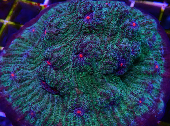 avatar chalice (pre-order)