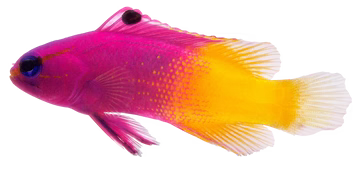 ROYAL GRAMMA (ARRIVED Dec 3)