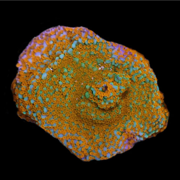 Aquaman Montipora (pre-order)